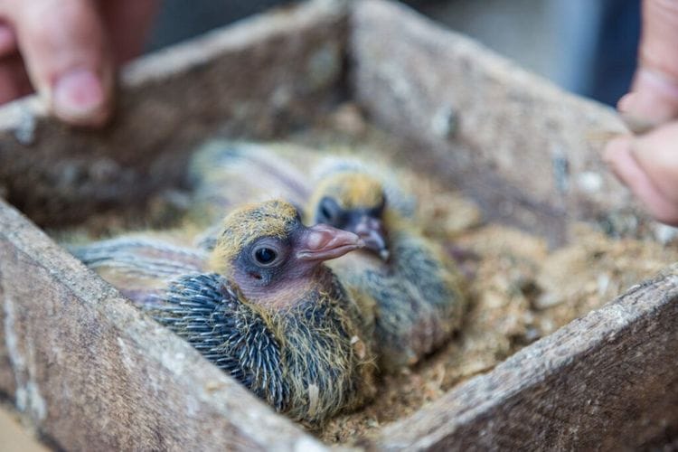 Meet the Eight Chicks That Represent Hope for an Entire Species