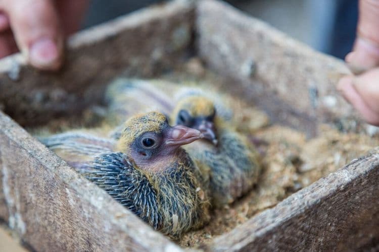 Meet the Eight Chicks That Represent Hope for an Entire Species