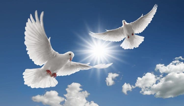 What Started With Bedsheets Became Global Peace Movement