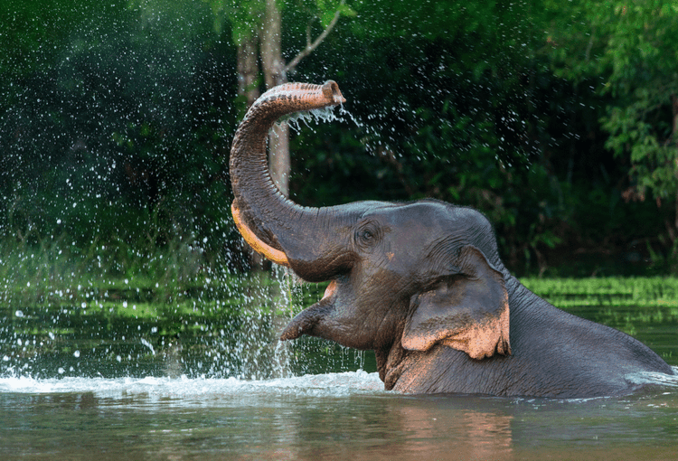 How Coffee Beans Are Solving Thailand's Elephant Problem