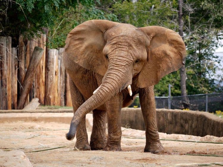 Major Win For Elephants As Rides End
