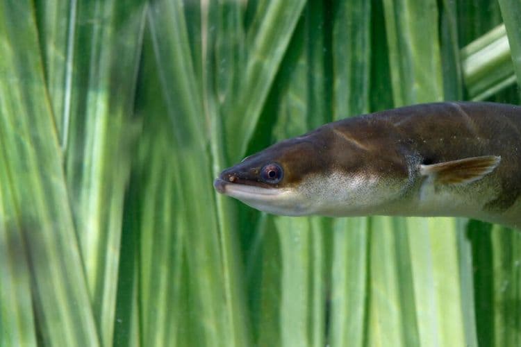 This Mysterious Creature Just Got an Unlikely Army of Protectors