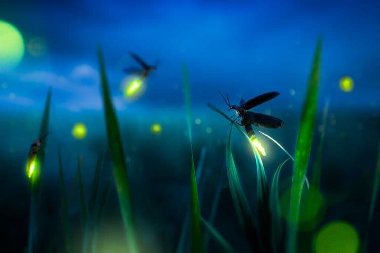 The Glowing Comeback That's Bringing Joy to Summer Evenings