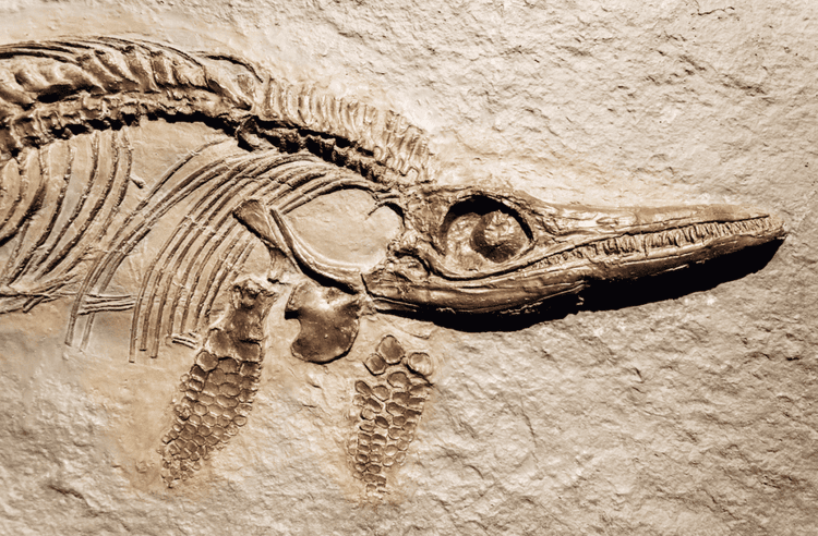 The Ancient Smiling Fossil That Has The Internet Delighted