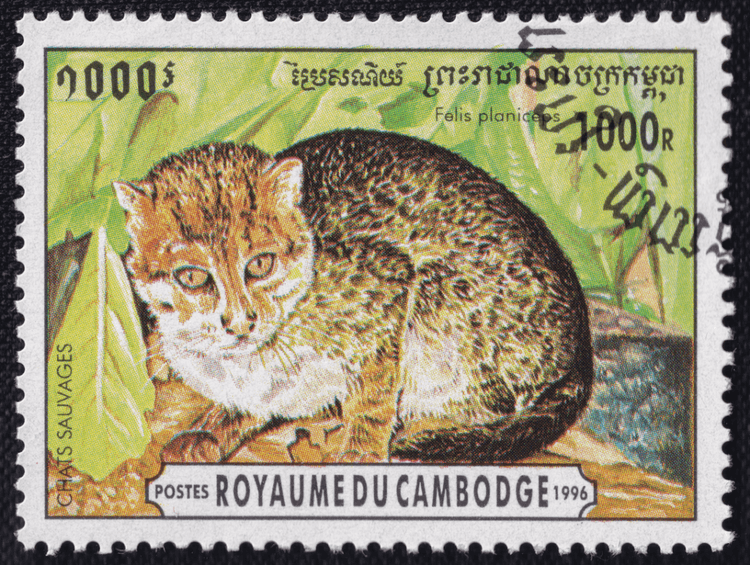 Thailand Just Rediscovered A Species Everyone Thought Was Gone