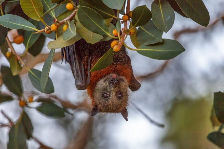 Town Overrun By 500,000 Bats Finds Amazing Solution