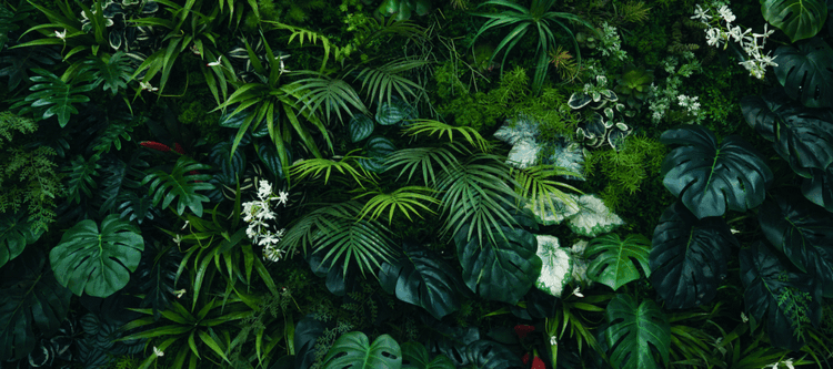 The AI Breakthrough That Could End Deforestation Forever