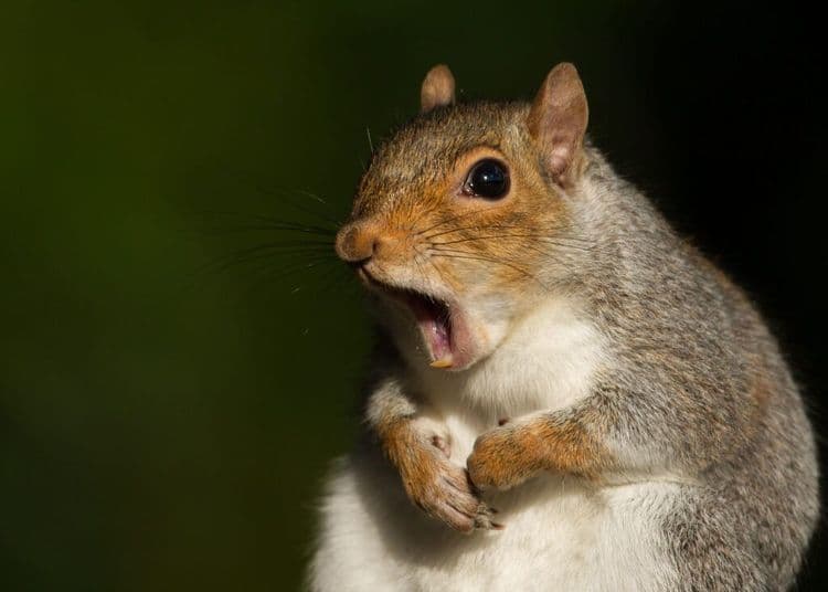The Wildlife Photography Contest That Makes Everyone Laugh