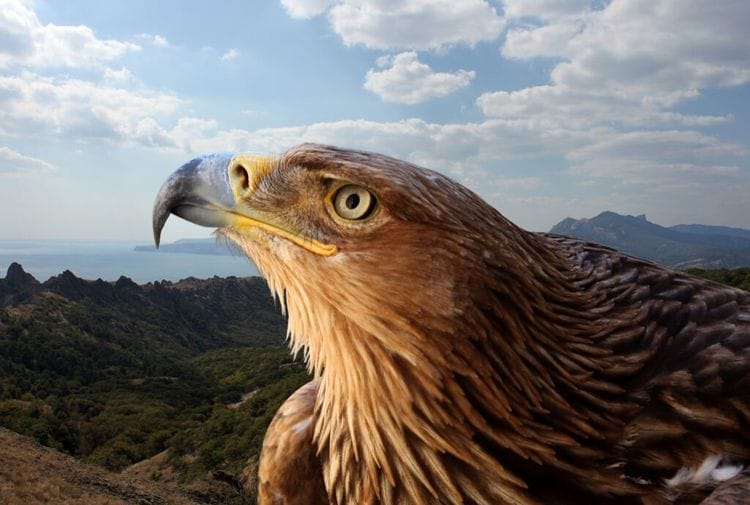 The 99-Year-Old Golden Eagle Legend