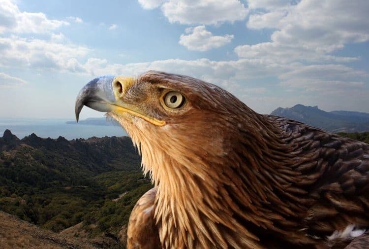 The 99-Year-Old Golden Eagle Legend