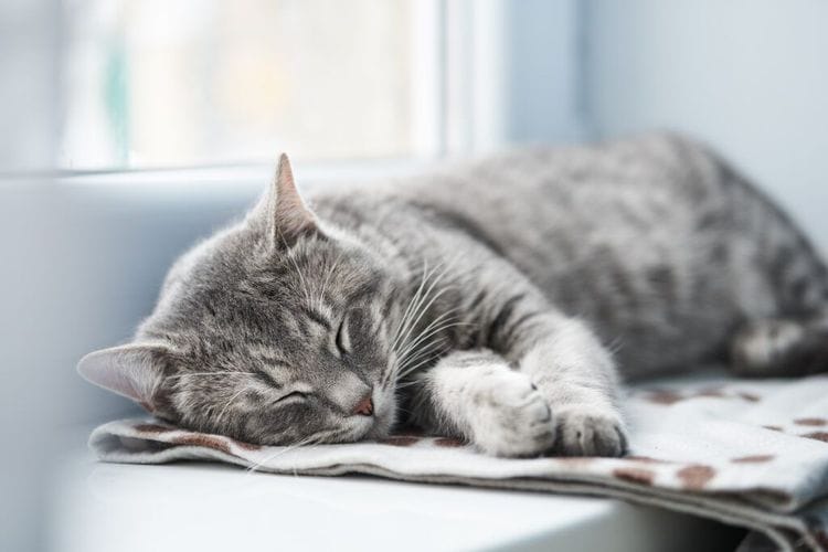 Lost Cat Was Living HOW CLOSE The Entire Time?!