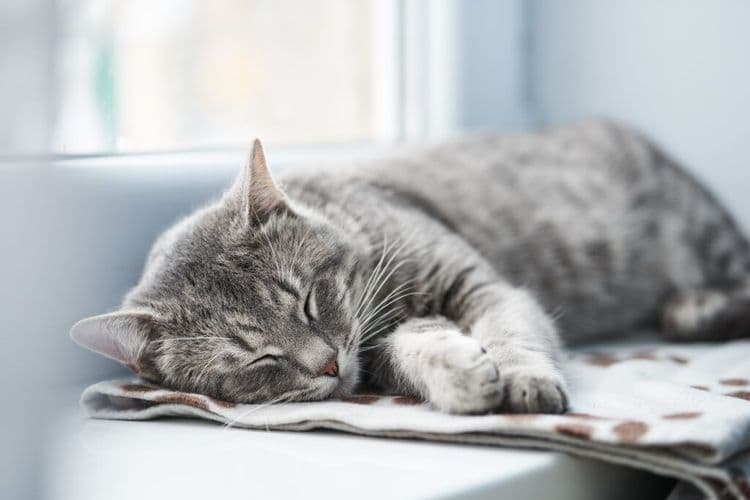 Lost Cat Was Living HOW CLOSE The Entire Time?!