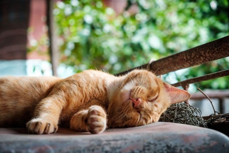 The Breakthrough Treatment That's Helping Pet Cats Beat Cancer and Changing Human Medicine
