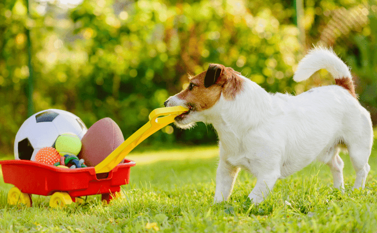 Scientists Finally Explain Why Dogs Bring You Random Gifts