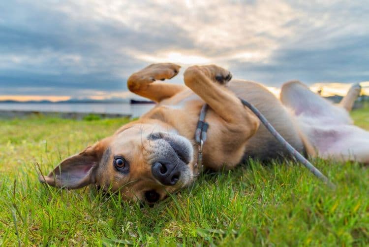 Mom Pulls Over For EVERY Stray Dog & Saves 5,000