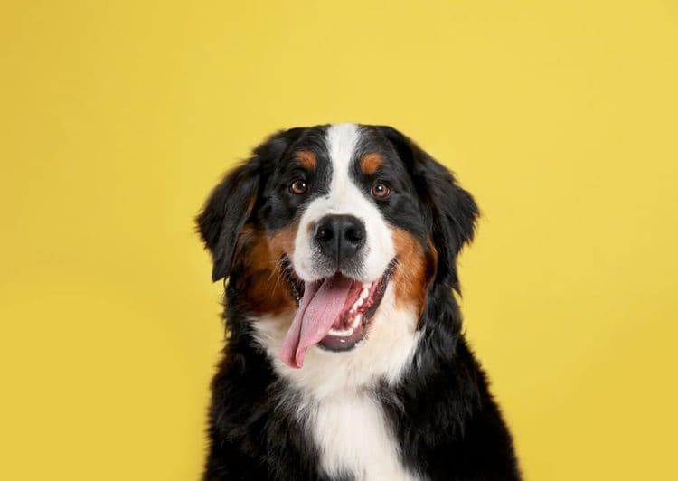 The Unexpected Partnership That's Solving Pet Problems
