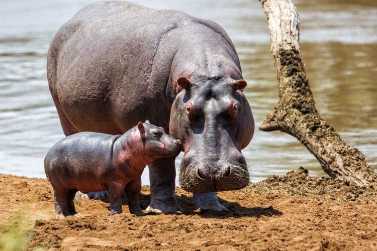 Baby Hippo's Parental Pool Rebellion