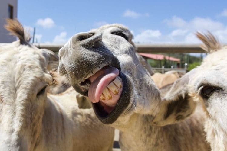 From Research Lab to Animal Sanctuary: One Woman's Incredible Journey