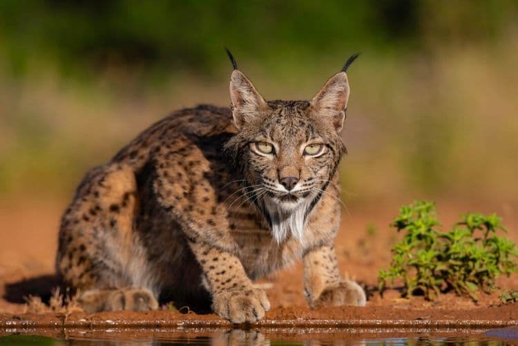 This Endangered Species Just Shocked the World
