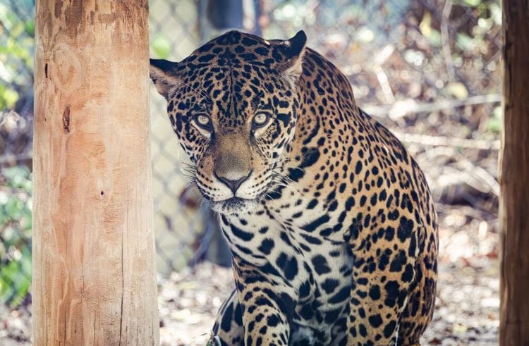 Fifth Jaguar Spotted In Arizona