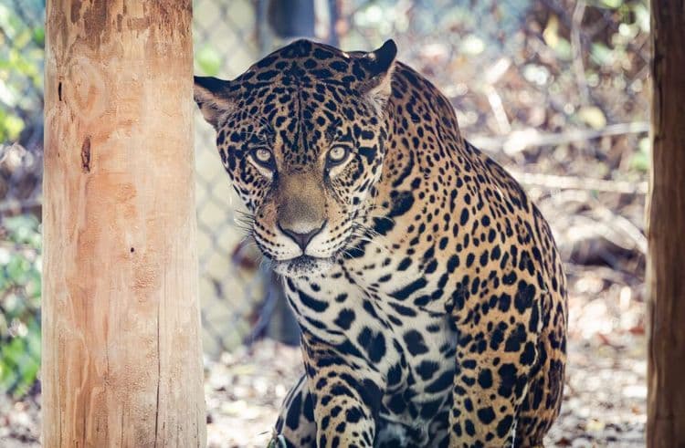 Fifth Jaguar Spotted In Arizona