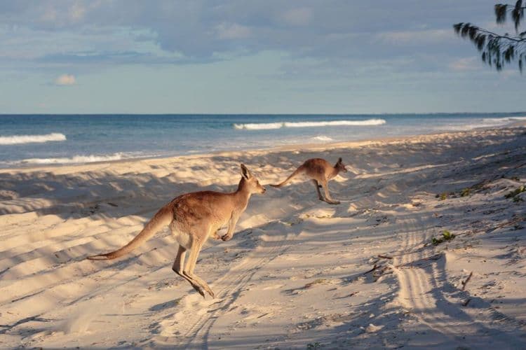 Animals On Kangaroo Island Thrive Again