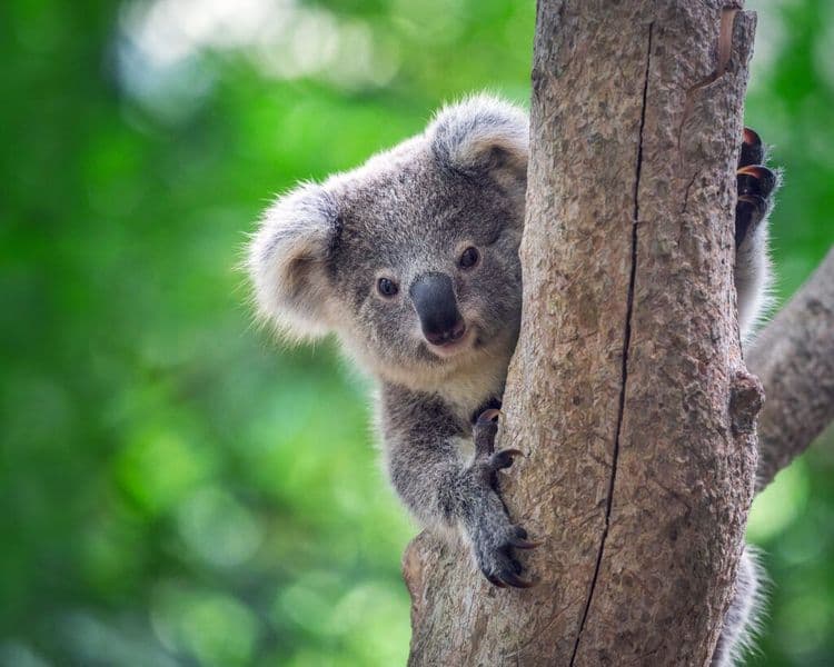 Koala Piggybacking On A Dog!!!
