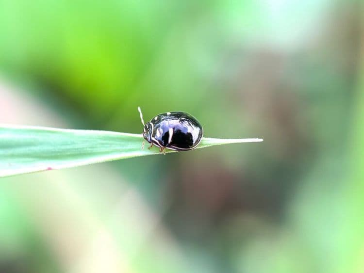 Nature Just Dropped a New Ladybug and It’s a Banger