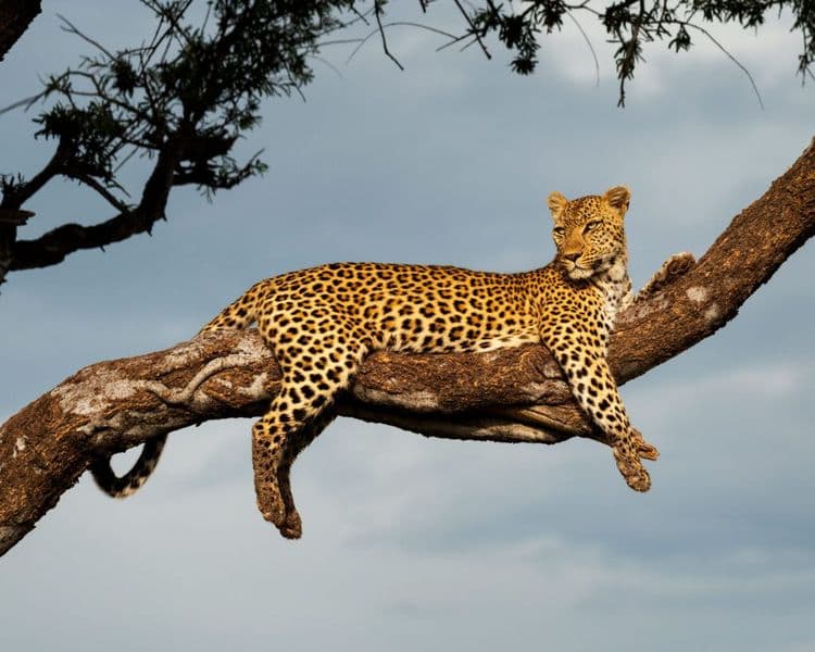 Leopards Return After Being Gone For 170 YEARS