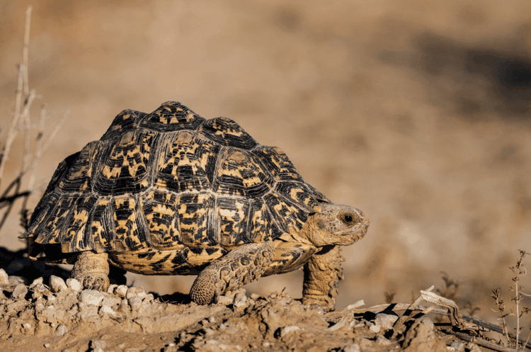 Blue the Leopard Tortoise's Recovery Miracle