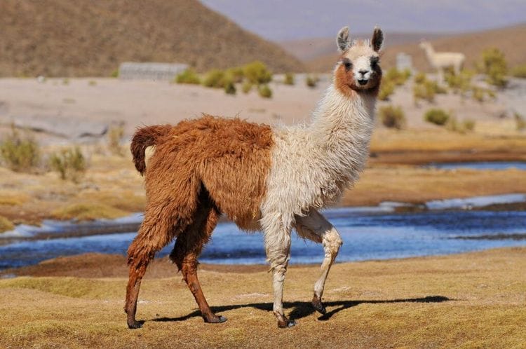 Thief Tries To Escape But Eight Llamas Had Other Plans