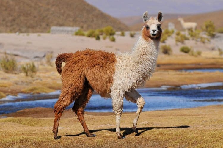 Thief Tries To Escape But Eight Llamas Had Other Plans