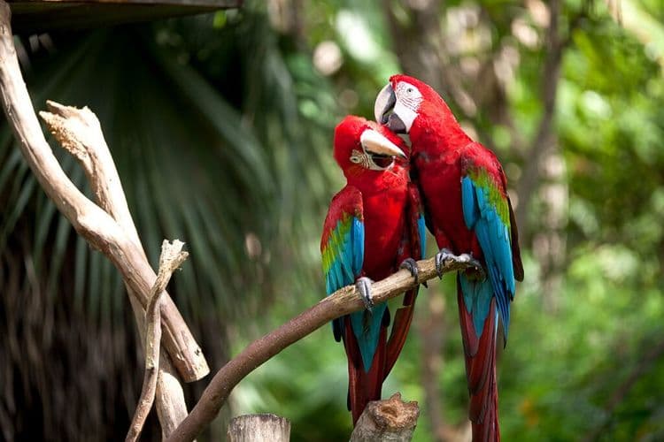Doctor Opens Exotic Bird Hospital After No One Could Help