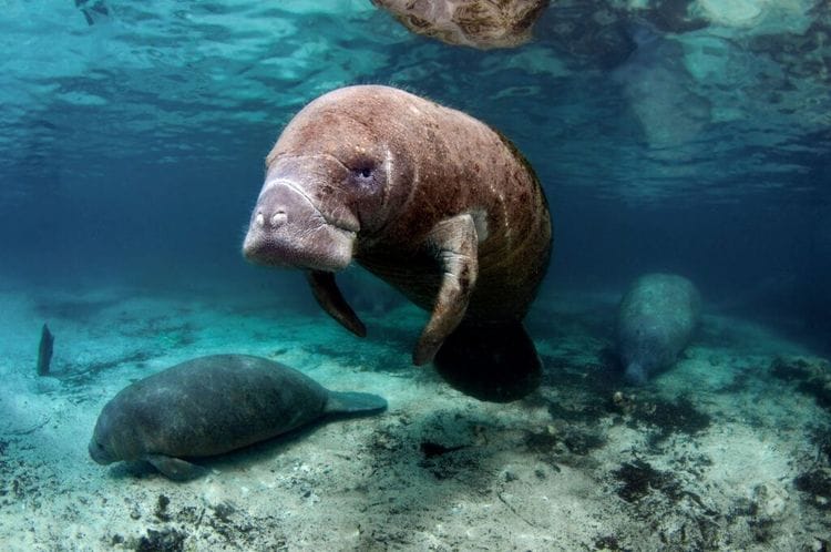Rescue Mission Saves Manatee From Storm Drain