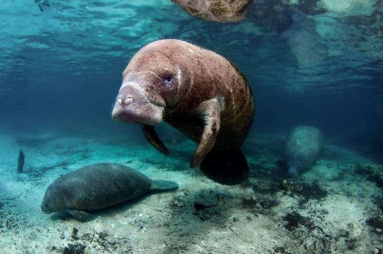 Rescue Mission Saves Manatee From Storm Drain