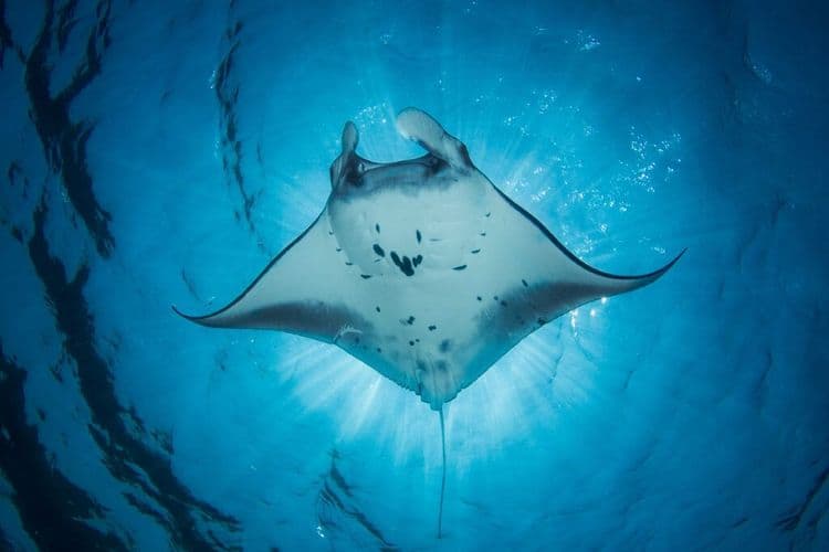 The Ocean Just Revealed One of Its Best-Kept Secrets
