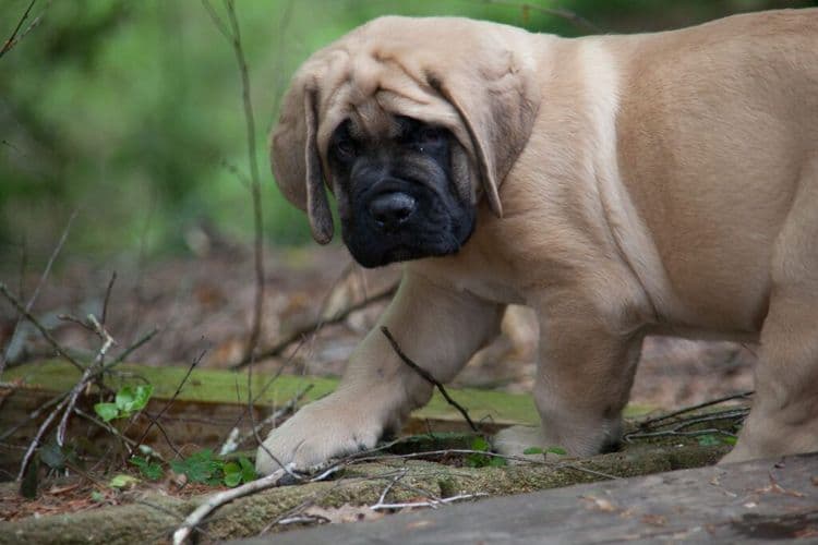 This Puppy's Giant Paws Are Too Big For His Tiny Body