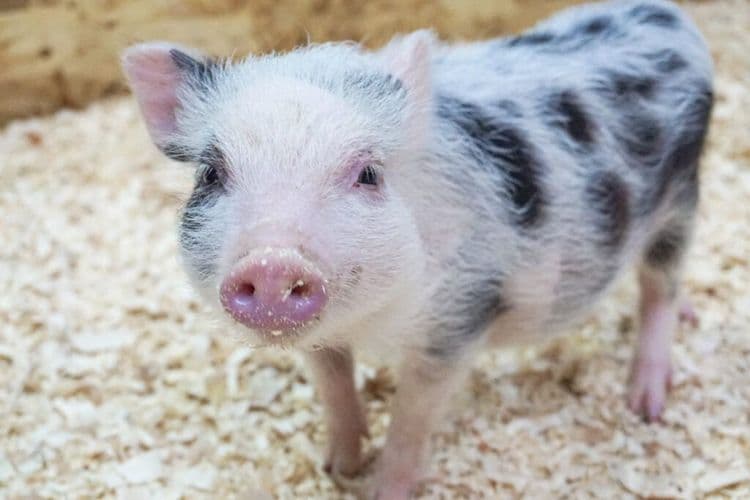 Thirteen Adorable Piglets Born From Groundbreaking