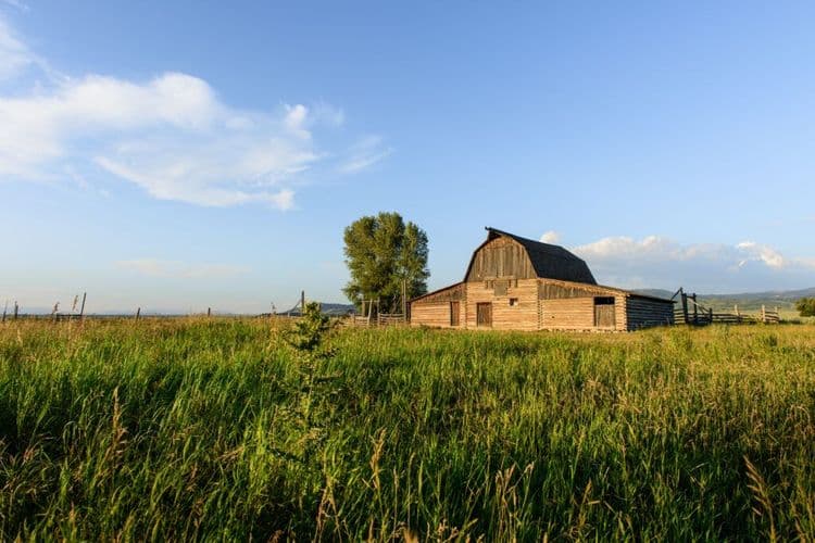 How Nut Trees Are Saving Midwest Farms And The Environment