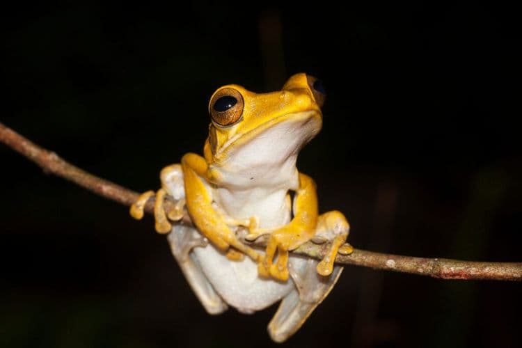 The 4-Year Mission To Save Frogs So Small You Can Barely See Them