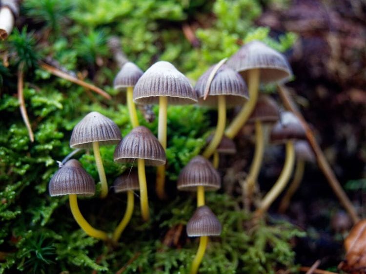 NZ’s Mushroom Miracle is in One Doctor's Hands