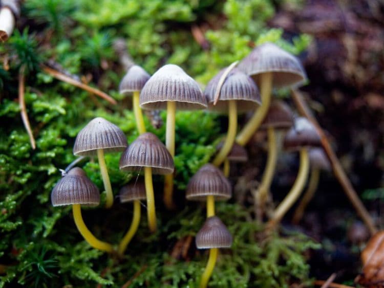 NZ’s Mushroom Miracle is in One Doctor's Hands