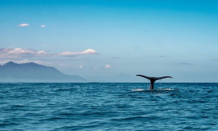 What Scientists Saw Off Mexico Coast Had NEVER Been Seen Before