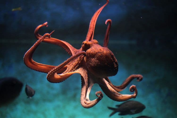 UK Wildlife Trust Declares 2025 The Year Of The Octopus