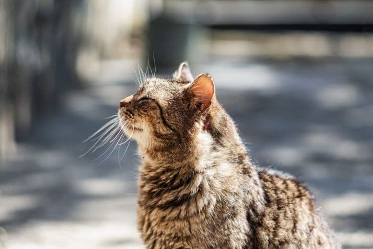 World's Oldest Cat Celebrates 30th Birthday