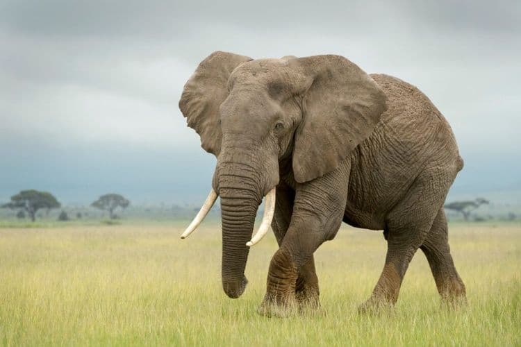 The Sweetest Birthday Surprise for a Gentle Giant