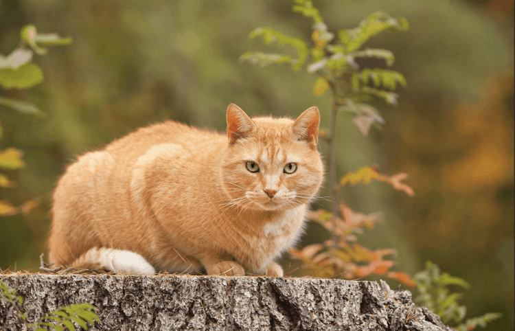 Trail Cat Gets Custom Cabin From Anonymous Builder