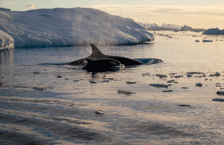 The Teamwork Between These Sea Animals Is Stunning Scientists