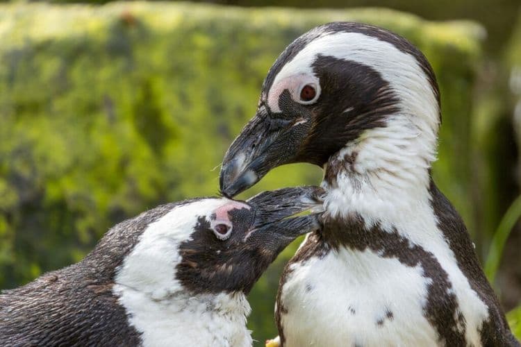 What This Team Did On Penguin Awareness Day Will Save The Species
