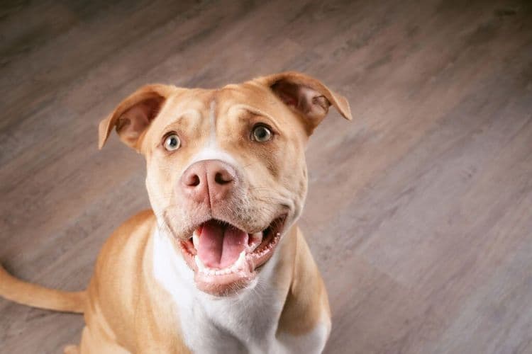 Scarlett Johansson Spoils Shelter Dog On Spa Date